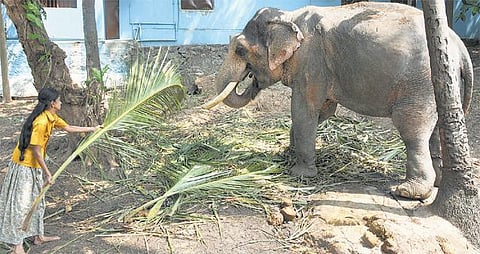முகங்கள்: யானை வளர்க்கும் சகோதரிகள்!