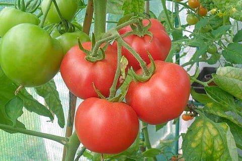 காரணம் ஆயிரம்: தக்காளிச் செடியின் தற்காப்புக் கலை!