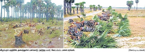 செங்கல் சூளைகளின் எரிபொருளுக்காக நூறு ரூபாய்க்கு அழிக்கப்படும் பனை மரங்கள்