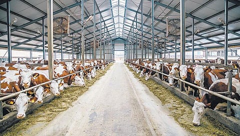 தொட்டனைத்து ஊறும் அமிழ்தம் 37: பண்ணை வடிவமைப்பு முறைகள்