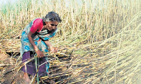 விலையும் வீழ்ச்சி, விளைச்சலும் வீழ்ச்சி!