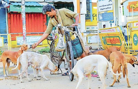 நாய்களுக்குப் பிடித்தமான நல்லவரு..