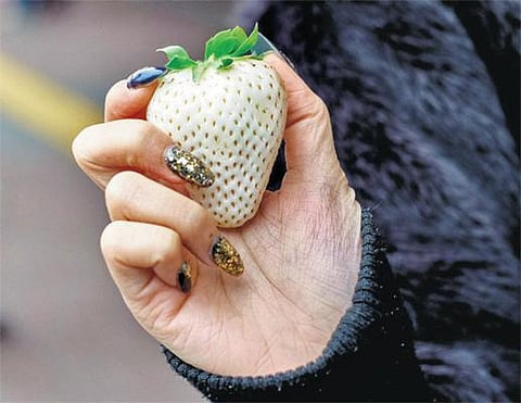 உலக மசாலா: ஜப்பானைக் கலக்கும் ஒயிட் ஜுவல் ஸ்ட்ராபெர்ரி!