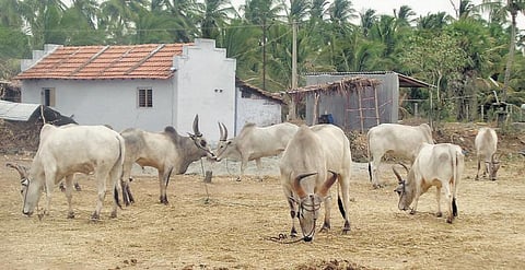 ஒட்டன்சத்திரம் அருகே மெகா மாட்டுச்சந்தையில் ரூ.3 கோடிக்கு மேல் வர்த்தகம்