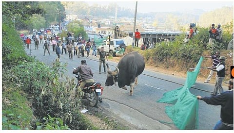 கதவைத் திறந்தா காட்டுமாடு..