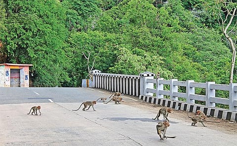சாலைகளில் உணவுகளை வீசிச் செல்வதால் ஏற்காடு மலைப்பாதையில் குரங்குகள் உயிரிழப்பு