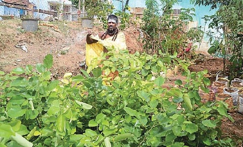 மகன நெனச்சேன்.. மரத்த வளர்த்தேன்..!