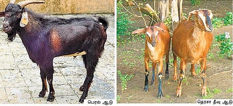 அந்தமான் விவசாயம் 38: உப்புத்தண்ணீர் குடித்து வளரும் ஆடுகள்