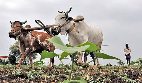 விவசாயிகள் தற்கொலை: வறட்சி மட்டுமே காரணமில்லை