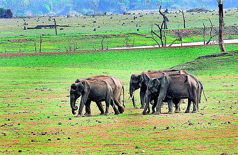 யானைகளையும் விட்டு வைக்காத வறட்சி