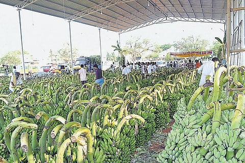 வாழை உற்பத்தியில் தமிழகம் முதலிடம்: ஆண்டுக்கு 51.36 லட்சம் டன் உற்பத்தி செய்து சாதனை