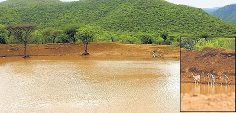விலங்குகளின் தாகம் தீர்க்கும் ‘வில்வமரக் குட்டை நீர்நிலை’ - வறட்சியிலும் பயனளிக்கும் வனத்துறையின் திட்டம்