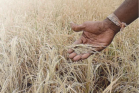 விவசாயிகளின் கைக்கு வராத பயிர் காப்பீடுத் தொகை: தாமதத்துக்கு காரணம் அரசா? ஐசிஐசிஐ நிறுவனமா?