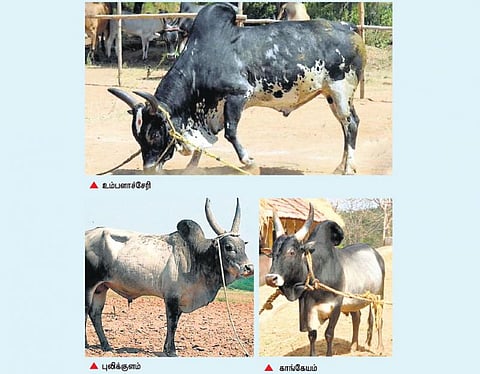 ஆராய்ச்சி நிலையம் அமையவிருப்பதால் புத்துயிர் பெறும் ஜல்லிக்கட்டு விளையாட்டு காளைகள்: நாட்டின மாடுகள் அதிகரிக்க வாய்ப்பு