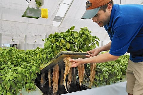 வீட்டிலேயே விவசாயம் செய்யலாம்!