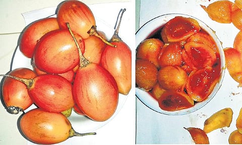 தக்காளிக்கு மாற்றாகுமா மரத்தக்காளி?