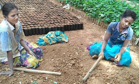 வீட்டுக்கு வீடு நர்சரிகள்.. வியக்க வைக்கும் கல்லுக்குடியிருப்பு மக்கள்!