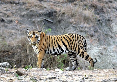 புலிகளைக் காப்பதில்மந்தமாக இருக்கிறோம்: புலி ஆராய்ச்சியாளர் உல்லாஸ் காரந்த்