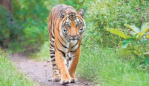 இன்று சர்வதேச புலிகள் தினம்: புலிகளுடைய வாழ்வாதாரங்கள் அழிவில் இருந்து மீட்டெடுக்கப்படுமா?