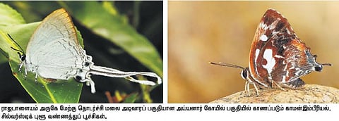 மேற்கு தொடர்ச்சி மலைப்பகுதியில் அரியவகை வண்ணத்துப் பூச்சிகள்: அடிவாரப் பகுதிக்கு இடம்பெயரத் தொடங்கின