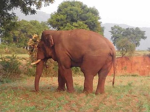 யானைகளின் வருகை 3: கோவை குற்றாலத்தில் சிறுமிக்கு நேர்ந்த கொடூரம்