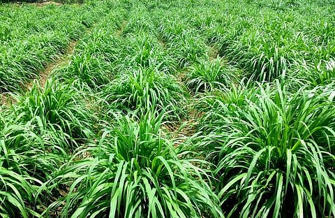 கால்நடைகளுக்குத் தீவனமாகும் பசுந்தாள் உற்பத்தி