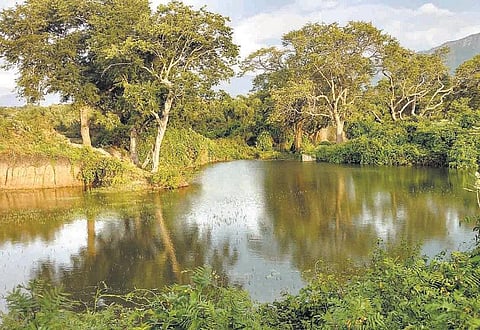 முதுமலை புலிகள் காப்பகப் பகுதியில் தூர்வாரப்பட்ட குளங்களில் நிரம்பும் நீர்