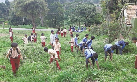 முதுமலையை ஆக்கிரமித்துள்ள பார்த்தீனியம் விஷச் செடிகள்: உணவு பற்றாக்குறையால் தவிக்கும் விலங்குகள்