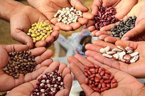 பசுமைப் புரட்சியின் விளைவு!