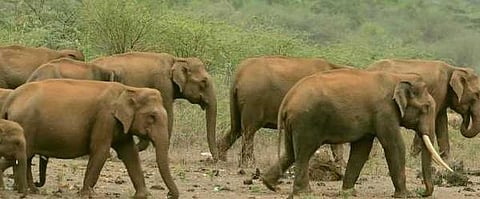 யானைகளின் வருகை 12: ஒரே மிதி; ஜீப் காலி - கள்ளிப்பட்டியில் நூலிழையில் தப்பிய வனத்துறையினர்