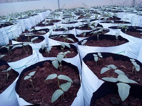 வீட்டுத் தோட்டம்…வழிகாட்டும் அட்டப்பாடி!