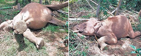 மின்சாரம் பாய்ந்து இரு யானைகள் பலி