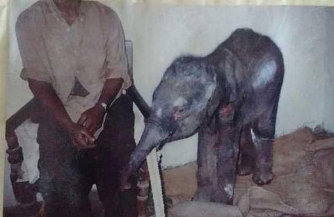 யானைகளின் வருகை 15: வாங்க காந்தியை காப்பாற்றுங்க!