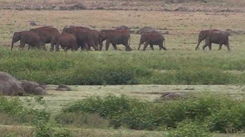 யானைகளின் வருகை 17: காப்பாற்றப்பட்ட சிறூர் வலசை; சிக்கலில் கோபனாரி