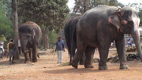 யானைகளின் வருகை 19: முதுமலையை அழிக்கவா கோயில் யானைகள் முகாம்?