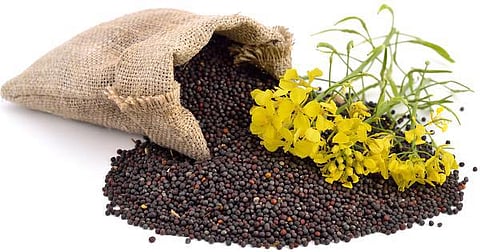 காக்கக் காக்க... கடுகு காக்க!