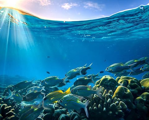 பூமி என்னும் சொர்க்கம் 9: கடலில் உணவு மழை!