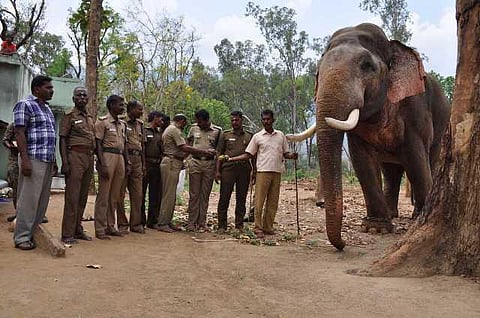 யானைகளின் வருகை 29: வந்தார் பிரதமர்; திறந்தார் சிலையை - நடுங்குகின்றன காடுகள்