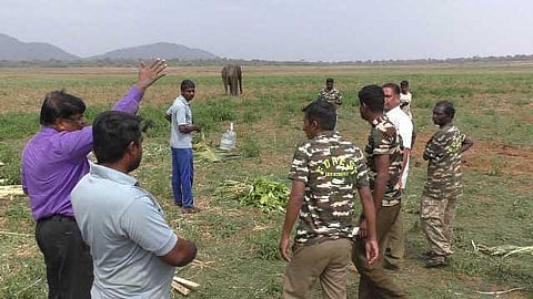 யானைகளின் வருகை 31: இளைப்பாறலுக்கு ஒரு வைதேகி