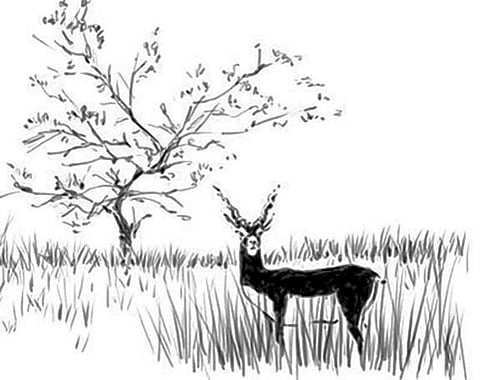 வெளிமான்கள் வாழ வழி பிறக்குமா?