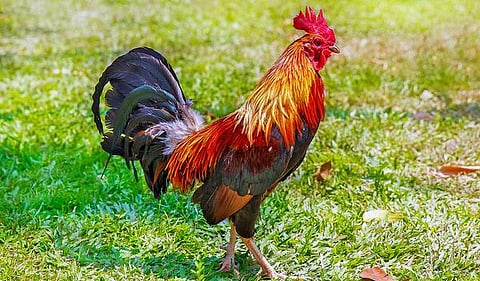 தொட்டனைத்து ஊறும் அமிழ்தம் 51: செலவின்றி பண்ணை வளத்தைப் பெருக்கலாம்