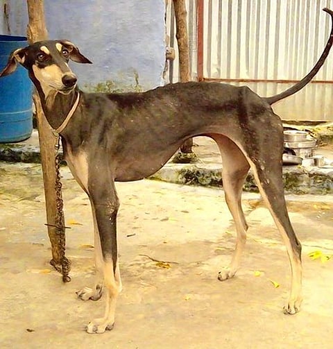 முதல் நண்பன் 02: ஆட்டுக்கும் நாய்க்கும் ஒரே பெயர்