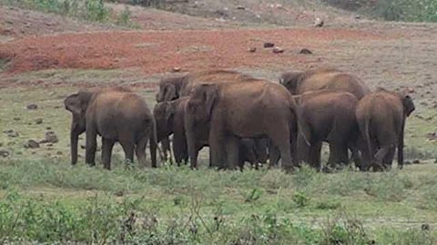 யானைகளின் வருகை 46: அப்பள மலையை கலக்கும் கஜமுகன்கள்