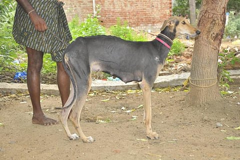 முதல் நண்பன் 03: தென் தமிழகத்தின் அடையாளம்