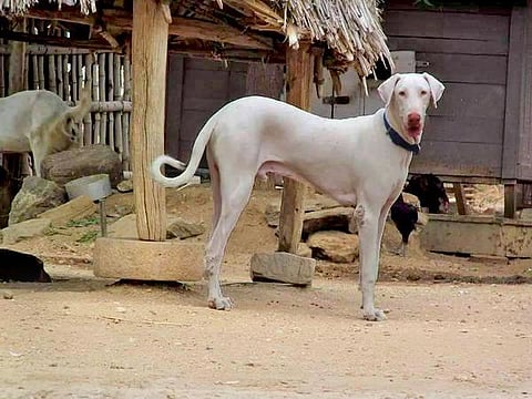 முதல் நண்பன் 04: ராஜபாளையத்தின் ராஜா