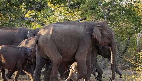 யானைகளின் வருகை 58: போபால் நகரமாக மாற இருந்த சிறுமுகை