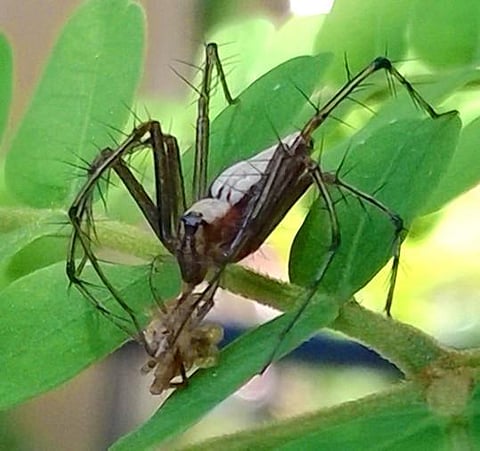 கான்க்ரீட் காட்டில் 05: வேட்டையாடிச் சிலந்தி