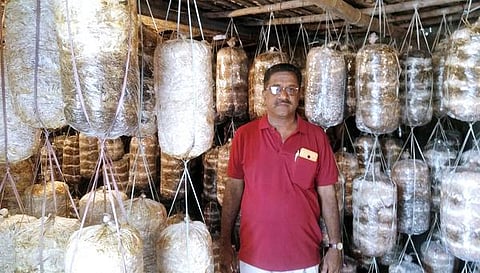 ‘காளான்’ கறி அறுவடை