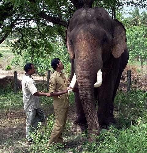 யானைகளின் வருகை 65: நஞ்சனைக் கொன்றவர்கள்!