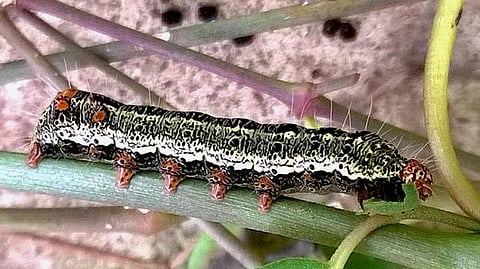 கான்கிரீட் காட்டில் 07: பால் குடித்த புழு!